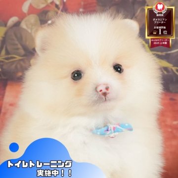 ポメラニアン【静岡県・男の子・2025年8月6日・クリーム】の写真「🐾🎃10/18(土)こいぬの見学会開催🎃🐾」