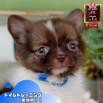 ぽめわ ポメチワ(ポメラニアン×チワワ)の子犬を探す｜ブリーダー直販の