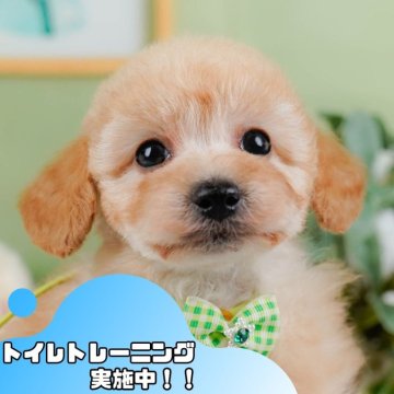 トイプードル(トイ)【静岡県・男の子・2025年1月20日・アプリコット】の写真「GW特別🎈わんちゃん見学フェス🐾」