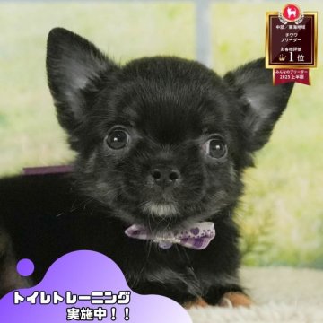 チワワ(ロング)【静岡県・男の子・2025年7月10日・ブラックタン】の写真「9月7日開催🎉プードル＆MIX見学会🐶」
