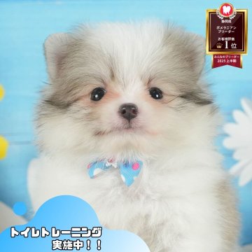 ポメラニアン【静岡県・女の子・2025年7月4日・パーティー】の写真「🐶8/30(土)わんちゃんの見学会開催🎉」