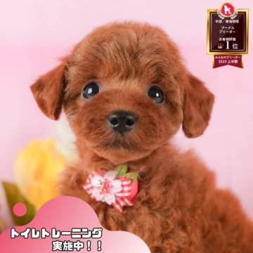 トイプードル(トイ)【静岡県・女の子・2025年8月21日・レッド】の写真「🐶🎃10/25(土)子犬の見学会開催🎃🐶」
