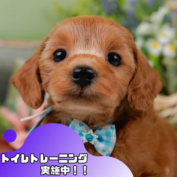 コッカープープー(コッカープー×プードル)【静岡県・男の子・2025年3月26日・アプリコット】の写真「6/15は父の日見学会🐾運命の出会いを💙」