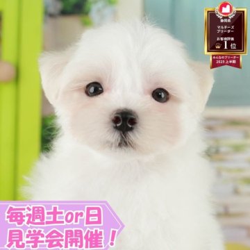 マルチーズ【静岡県・男の子・2025年7月17日・ホワイト】の写真「【総額表示】甘えん坊の男の子です🥰」