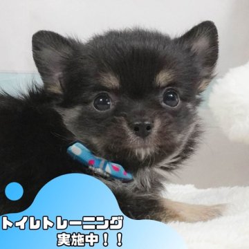 チワワ(ロング)【静岡県・男の子・2025年4月29日・ブラックタン&ホワイト】の写真「🐶🎈6/21(土)は小型犬勢ぞろい見学会🎉」