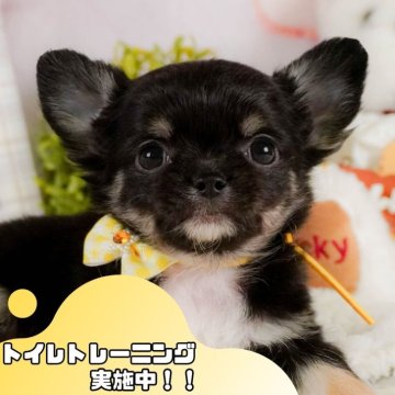 チワワ(ロング)【静岡県・男の子・2025年2月13日・ブラックタン&ホワイト】の写真「GW特別🎈わんちゃん見学フェス🐾」