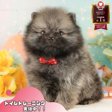 ポメラニアン【静岡県・男の子・2025年9月30日・ウルフセーブル】の写真「🍂🐾11/22～24開催🍁お迎え前相談会🎉」