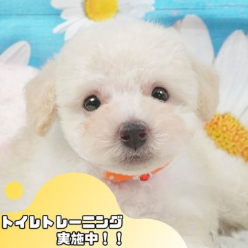 トイプードル(トイ)【静岡県・男の子・2025年5月2日・ホワイト】の写真「💬6/29限定！子犬のお迎え前相談会🐾🌟」