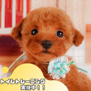 タイニープードル【静岡県・女の子・2025年3月3日・レッド】の写真「🐶🌱6/8(日)子犬の見学会開催🌱🐶」