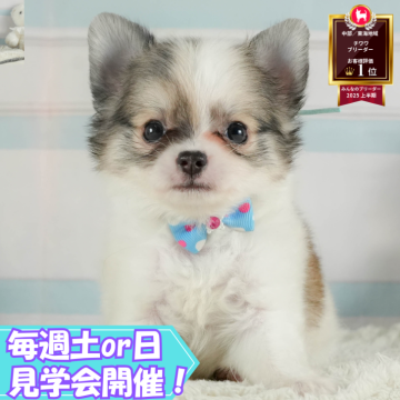 チワワ(ロング)【静岡県・男の子・2025年7月24日・パーティー】の写真「🐶9/27(土)こいぬの見学会開催🎉」