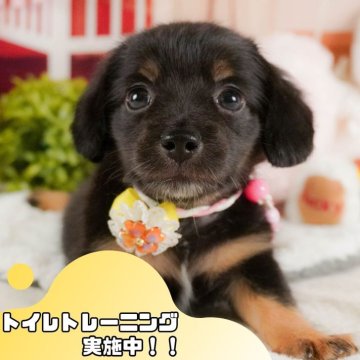 チワックス(チワワ×ダックスフンド)【静岡県・男の子・2025年2月23日・ブラックタン】の写真「GW特別🎈わんちゃん見学フェス🐾」