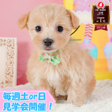 マルプー(マルチーズ×トイプードル)【静岡県・女の子・2025年5月21日・アプリコット】の写真「🐶9/27(土)こいぬの見学会開催🎉」