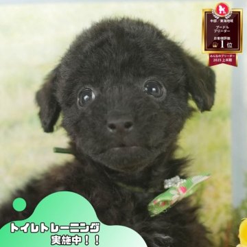 トイプードル(トイ)【静岡県・女の子・2025年8月15日・ブラック】の写真「🐾🎃10/18(土)こいぬの見学会開催🎃🐾」