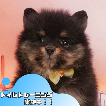 ポメラニアン【静岡県・女の子・2025年4月10日・ブラックタン】の写真「七夕前✨7/6わんちゃん見学会🐾」