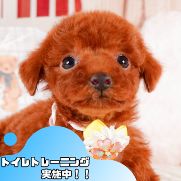 トイプードル(トイ)【静岡県・男の子・2025年2月2日・レッド】の写真「GW特別🎈わんちゃん見学フェス🐾」