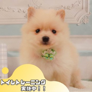 ポメラニアン【静岡県・男の子・2025年4月5日・クリーム】の写真「⚠️追加開催決定！5/24(土)も見学会します🎉」