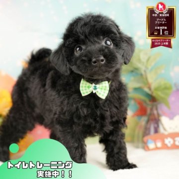 トイプードル(トイ)【静岡県・男の子・2025年10月2日・ブラック】の写真「🍂🐾11/22～24開催🍁お迎え前相談会🎉」