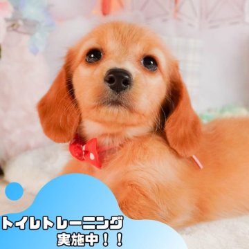 ミニチュアダックスフンドのクリーム系の子犬を探す｜ブリーダー