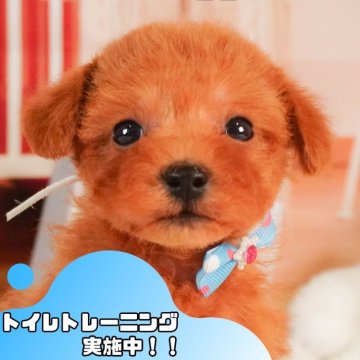 タイニープードル【静岡県・男の子・2025年3月19日・レッド】の写真「GW特別🎈わんちゃん見学フェス🐾」