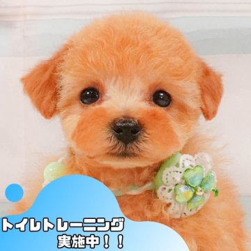 トイプードル(タイニー)【静岡県・女の子・2025年4月20日・レッド】の写真「🐶🌱6/8(日)子犬の見学会開催🌱🐶」