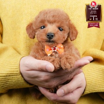 トイプードル(トイ)【静岡県・女の子・2025年10月31日・レッド】の写真「🎄Xmas前最後！12/20🐶見学会開催🎁」