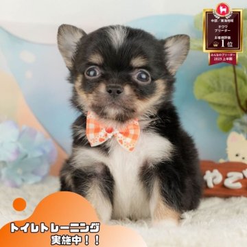 チワワ(ロング)【静岡県・男の子・2025年10月1日・ブラックタン&ホワイト】の写真「🐶11/16は40頭に会える子犬見学会🐶🎉」