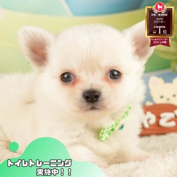 チワワ(ロング)【静岡県・男の子・2025年10月1日・ホワイト】の写真「🐶11/16は40頭に会える子犬見学会🐶🎉」