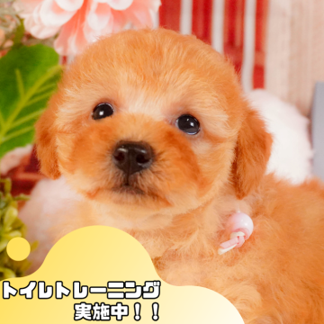 トイプードル(トイ)【静岡県・女の子・2025年3月9日・アプリコット】の写真「GW特別🎈わんちゃん見学フェス🐾」