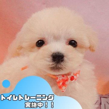 マルプー(マルチーズ×トイプードル)【静岡県・男の子・2025年3月27日・クリーム】の写真「💖5/25(日)ワンちゃんの見学会開催🎉」
