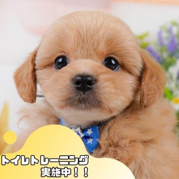 ペキプー(ペキニーズ×トイプードル)【静岡県・男の子・2025年3月9日・レッド】の写真「💬6/29限定！子犬のお迎え前相談会🐾🌟」