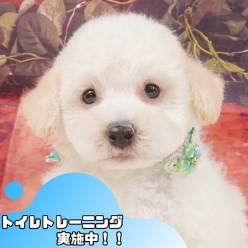 トイプードル(トイ)【静岡県・男の子・2025年5月2日・ホワイト】の写真「七夕前✨7/6わんちゃん見学会🐾」