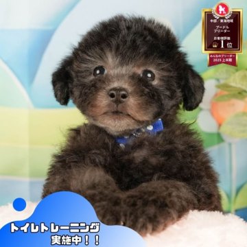 トイプードル(トイ)【静岡県・男の子・2025年10月17日・シルバー】の写真「40頭参加🐕12/14(日)は見学会✨」