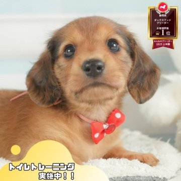 ミニチュアダックスフンド(ロング)【静岡県・男の子・2025年7月2日・シェーデッドレッド】の写真「🌻8/17(日)プードル/MIXの見学会開催🎉」