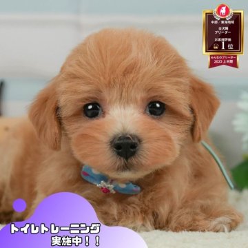 マルプー(マルチーズ×トイプードル)【静岡県・女の子・2025年5月16日・アプリコット】の写真「🐶🍉8/3(日)わんちゃんの見学会開催🍉🐶」