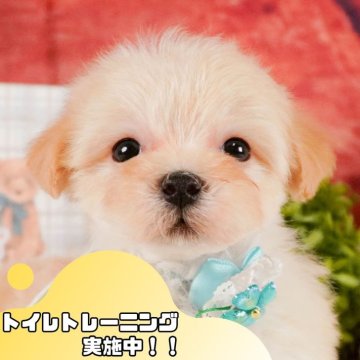 マルプー(マルチーズ×トイプードル)【静岡県・男の子・2025年1月21日・クリーム】の写真「GW特別🎈わんちゃん見学フェス🐾」