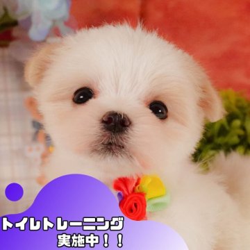 マルチーズ【静岡県・女の子・2025年3月23日・ホワイト】の写真「💐母の日🌹ワンちゃんの見学会開催💛」