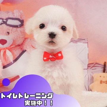 マルプー(マルチーズ×トイプードル)【静岡県・男の子・2025年3月27日・クリーム】の写真「💖5/25(日)ワンちゃんの見学会開催🎉」