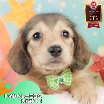 ミニチュアダックスフンド(ロング)【静岡県・男の子・2025年10月27日・シェーデッドイエロー】の写真「✨🎅12/14こいぬの見学会🎅✨ 残り5枠‼️」