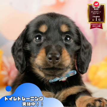 ミニチュアダックスフンド(ロング)【静岡県・女の子・2025年9月3日・ブラック&タン】の写真「🐶🎃10/25(土)子犬の見学会開催🎃🐶」