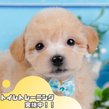 ビションプー(ビションフリーゼ×トイプードル)【静岡県・男の子・2025年1月18日・アプリコット】の写真「GW特別🎈わんちゃん見学フェス🐾」