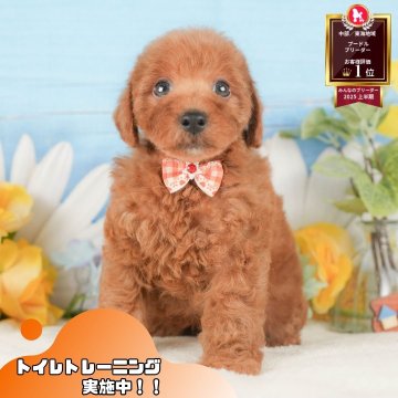 トイプードル(トイ)【静岡県・男の子・2025年9月16日・レッド】の写真「🐶11/3(月・祝)こいぬの見学会開催🎉」