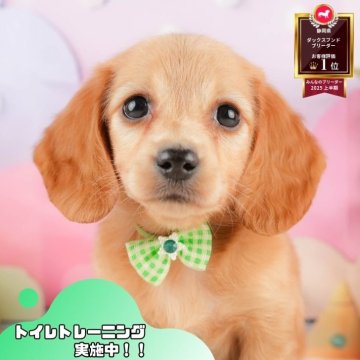 ミニチュアダックスフンド(ロング)【静岡県・女の子・2025年10月4日・イエロー】の写真「🍂🐾11/22～24開催🍁お迎え前相談会🎉」