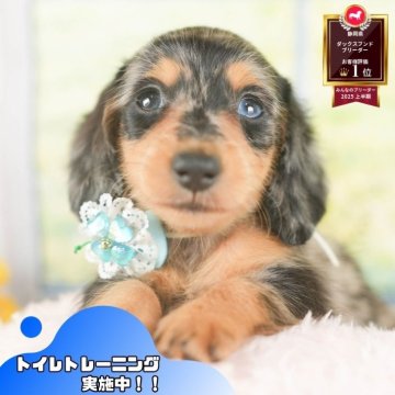 ミニチュアダックスフンド(ロング)【静岡県・女の子・2025年8月19日・シルバーダップル】の写真「🐶🎃10/25(土)子犬の見学会開催🎃🐶」