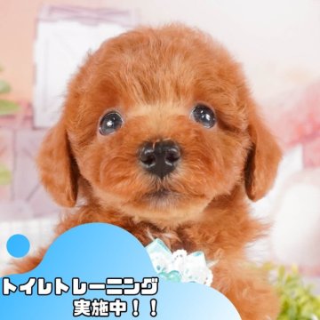 トイプードル(トイ)【静岡県・男の子・2025年1月5日・レッド】の写真「GW特別🎈わんちゃん見学フェス🐾」