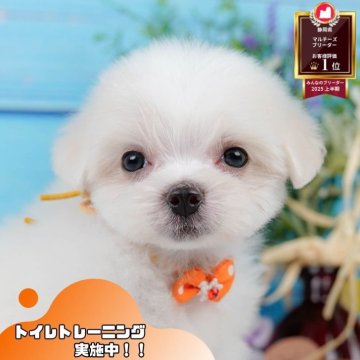 マルチーズ【静岡県・男の子・2025年6月19日・ホワイト】の写真「🐶【11/1・3】選べる体験会&見学会開催🎉」