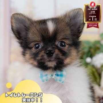 ポメチワ(チワワ×ポメラニアン)【静岡県・男の子・2025年6月29日・レッド&ホワイト】の写真「🐶9/14・15こいぬの見学会連続開催🎉」