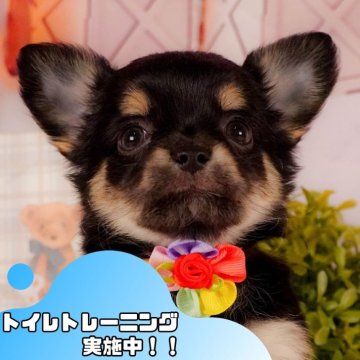 チワワ(ロング)【静岡県・男の子・2025年3月24日・ブラック&タン】の写真「🐶5/17(土)ワンちゃんの見学会開催🌷」