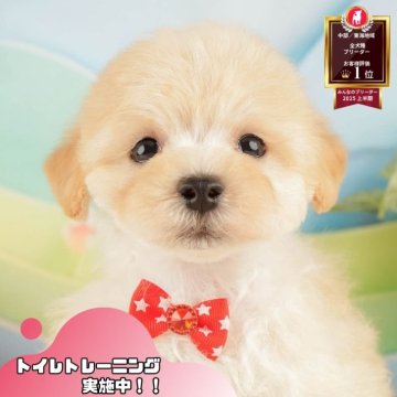 マルプー(マルチーズ×トイプードル)【静岡県・男の子・2025年10月2日・クリーム】の写真「🍂🐾11/22～24開催🍁お迎え前相談会🎉」