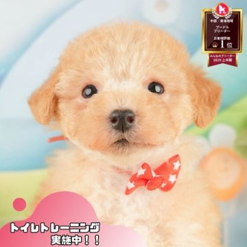 トイプードル(トイ)【静岡県・男の子・2025年10月2日・アプリコット】の写真「🍂🐾11/22～24開催🍁お迎え前相談会🎉」