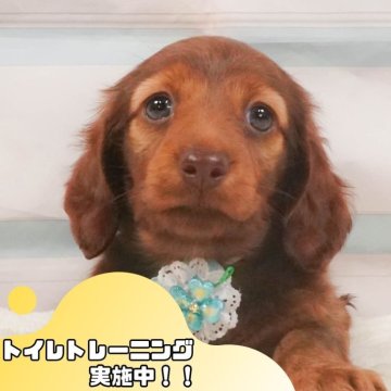 ミニチュアダックスフンド(ロング)【静岡県・女の子・2025年4月7日・シェーデッドレッド】の写真「💖5/25(日)ワンちゃんの見学会開催🎉」